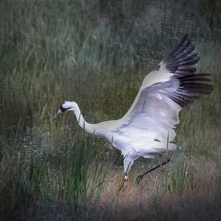 Heron Take Off