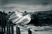 gulls (1 of 1)