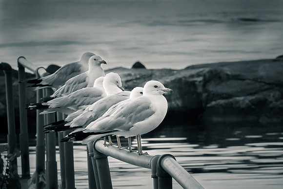 gulls (1 of 1)
