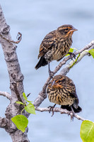 2 birds in a tree