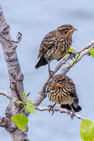 2 birds in a tree