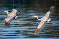 Heron Take Off