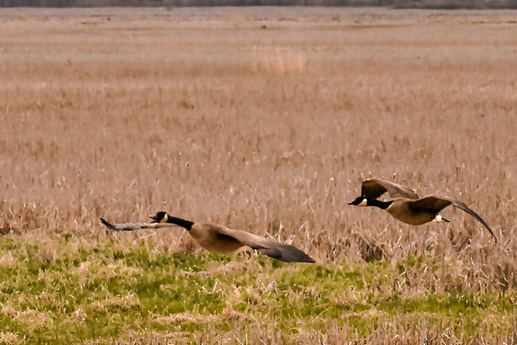 Horicon Geese-1