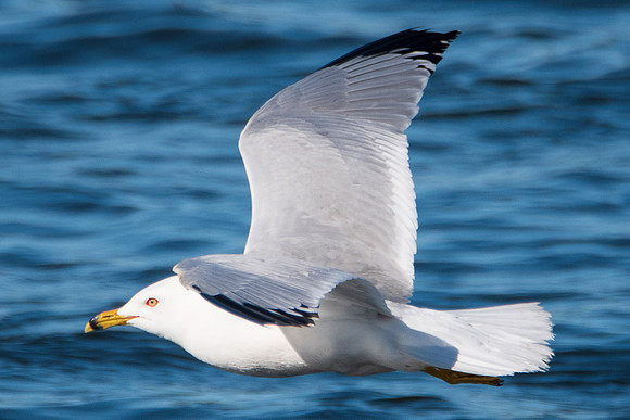 Gull-1
