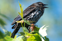 sparrow-2