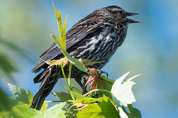 sparrow-2