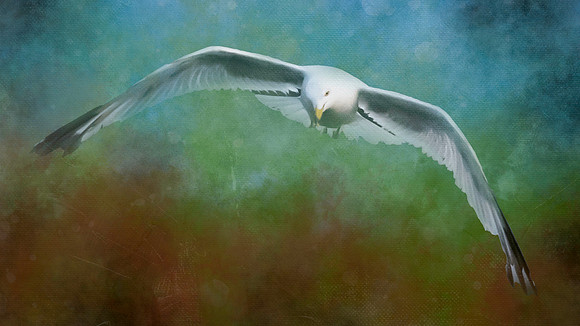 gull