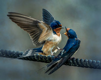swallow Layers
