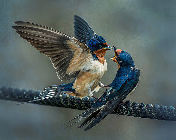swallow Layers