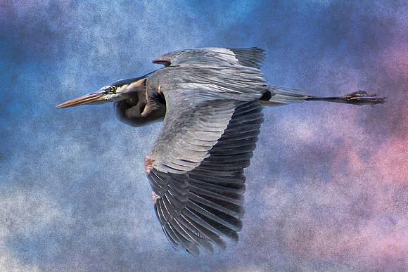 Heron in flight