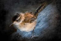 Marsh Bird