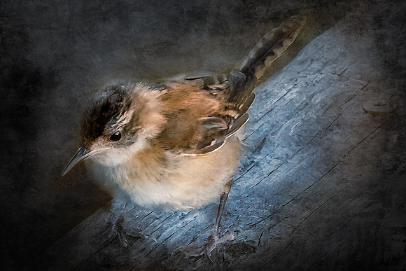 Marsh Bird