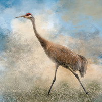 sandhill1648766842988206073-gigapixel-cgi-6000w