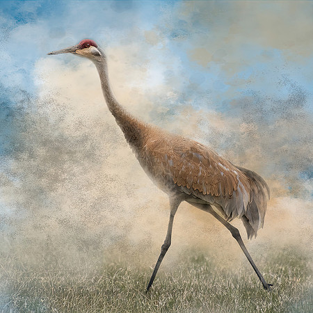 sandhill1648766842988206073-gigapixel-cgi-6000w